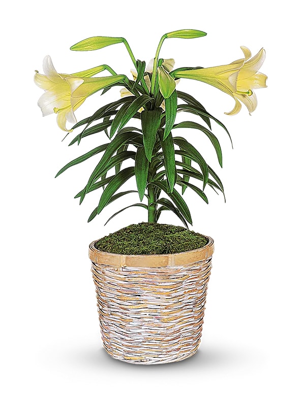 plant-care-easter-lily